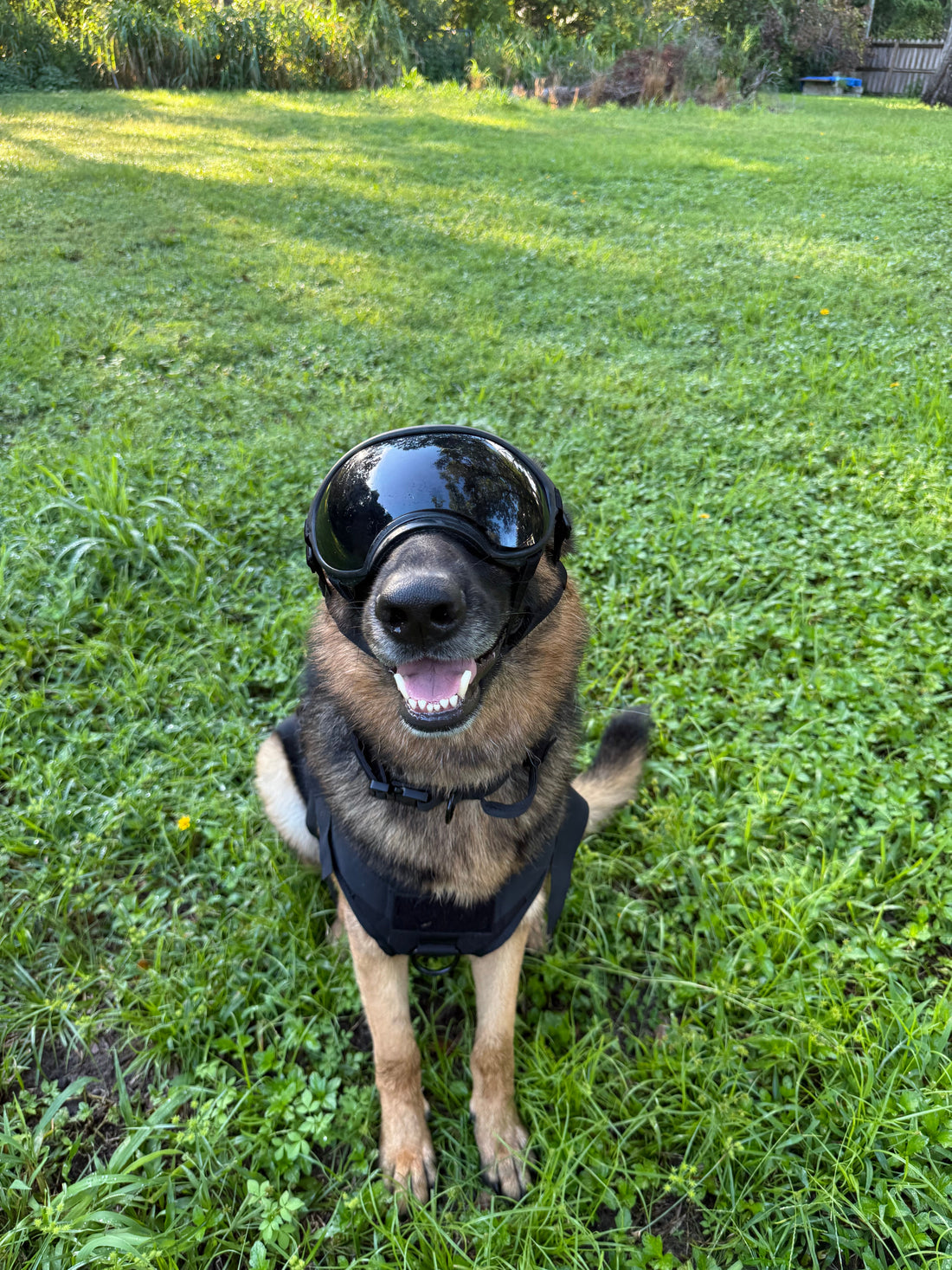 German Shepherd sitting on grass wearing dog goggles with smoke lenses, seen from the front