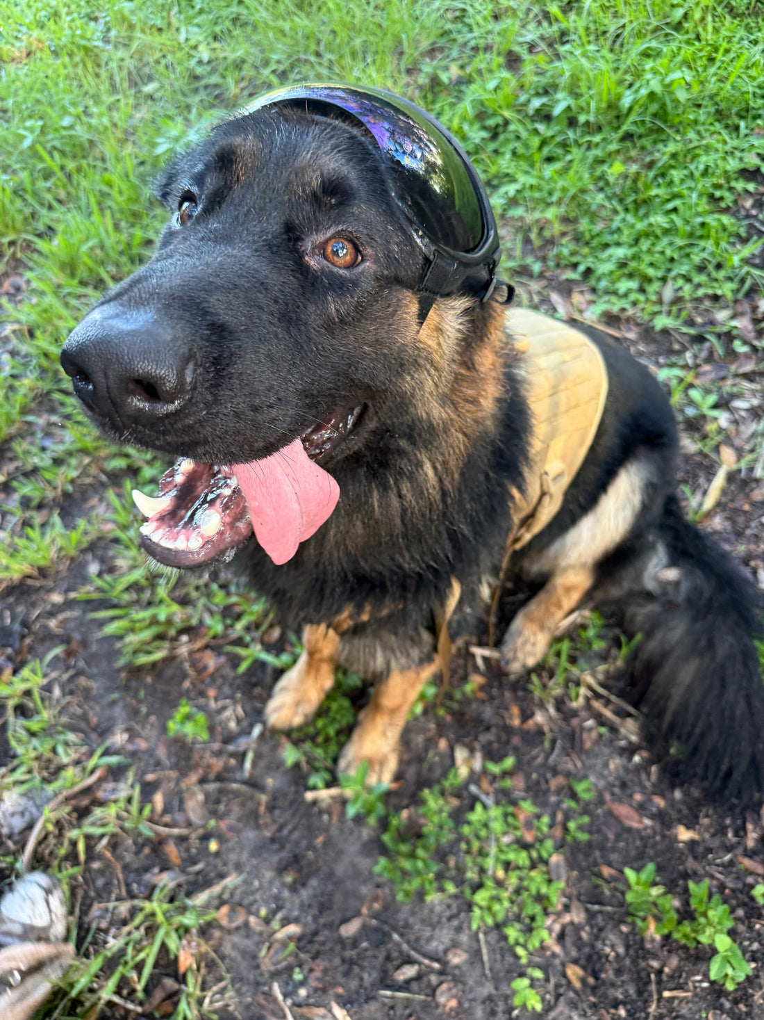 Relaxed German Shepherd outdoors wearing a tactical harness and goggles pushed up on its head