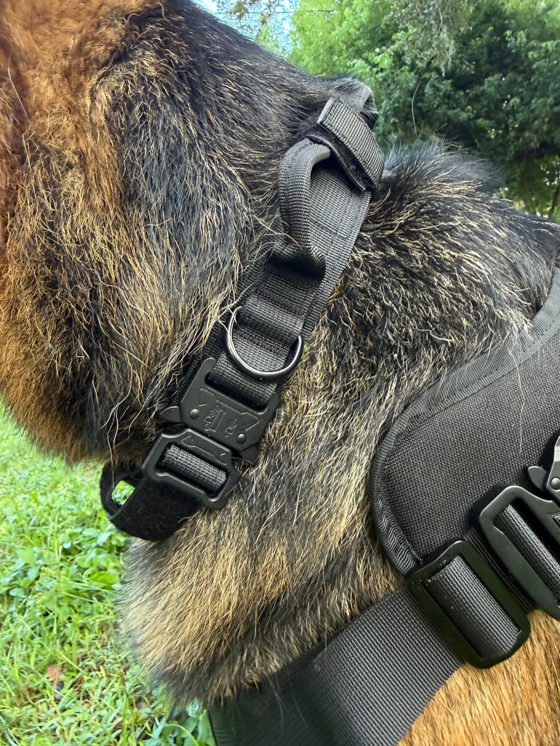 Close-up of the nylon webbing, buckle and D-ring on a dog collar and harness, the points a tracker attaches to