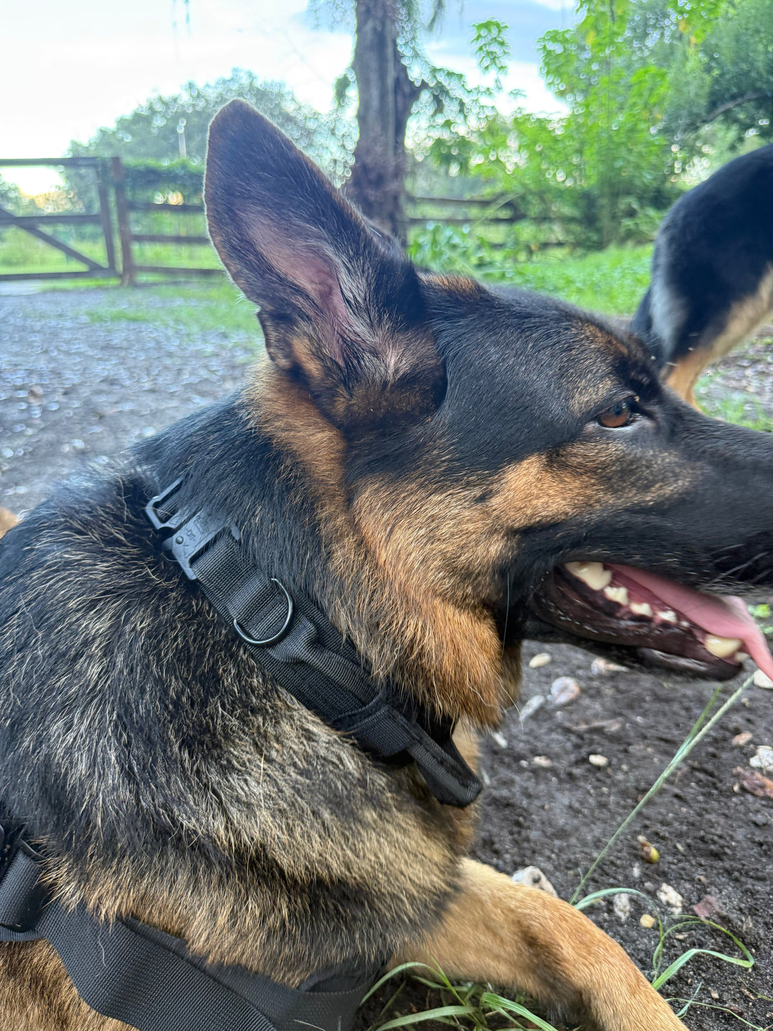German Shepherd wearing both a tactical collar and a harness, shown in profile outdoors