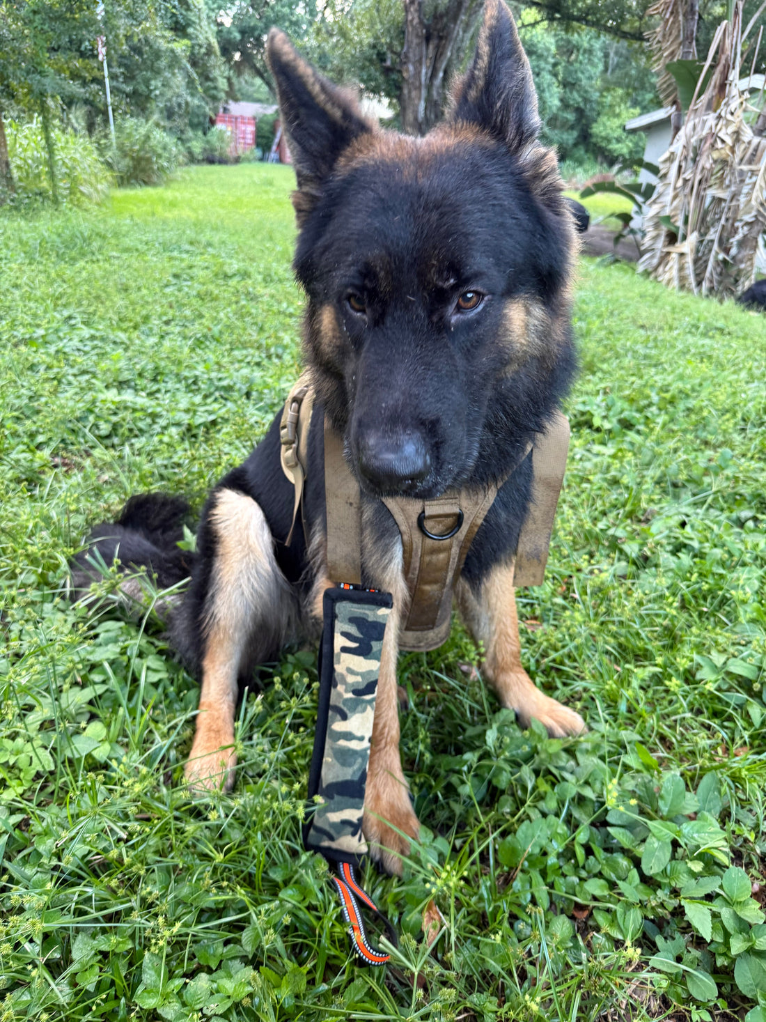 German Shepherd sitting calmly in grass holding a camo jute tug toy in its mouth