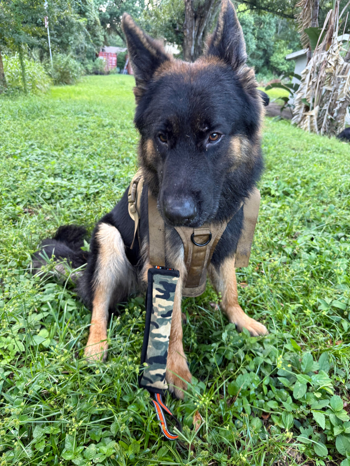 German Shepherd sitting calmly in grass holding a camo jute tug toy in its mouth