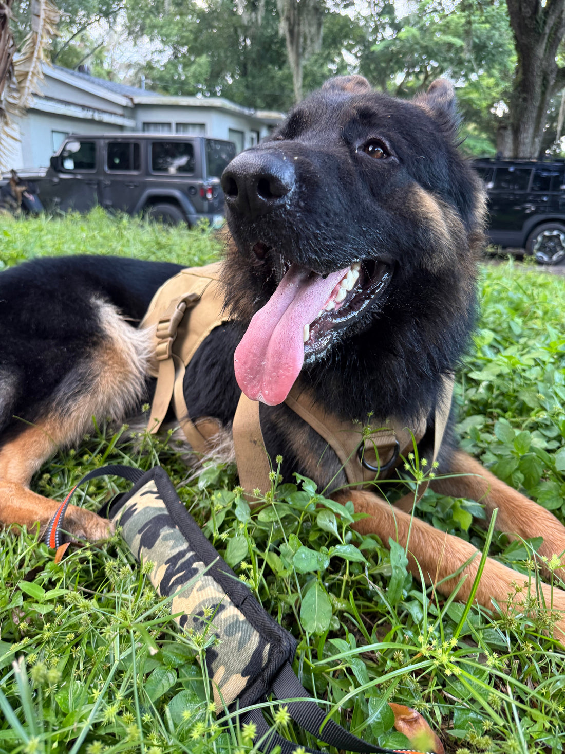 German Shepherd resting in grass after work, wearing a tactical harness, with a tug toy beside it