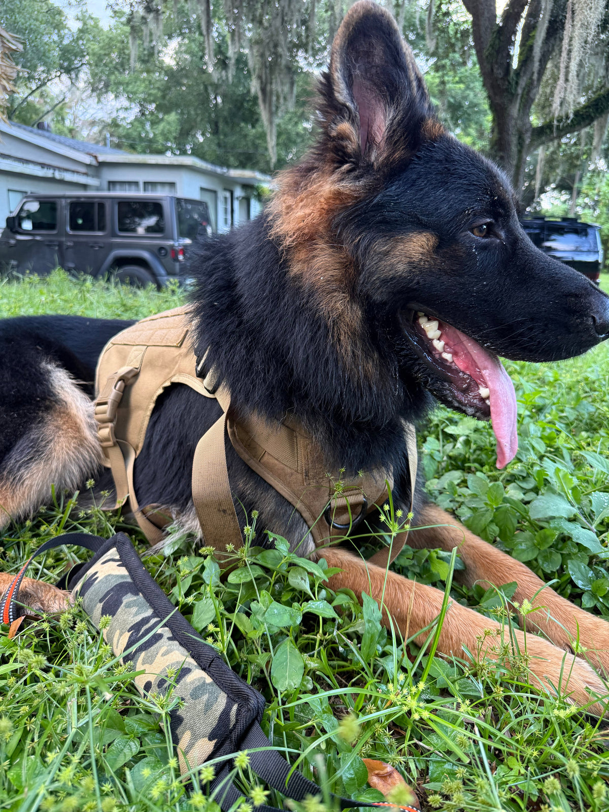 German Shepherd in a Coyote Brown tactical harness seen from the side, the chest and girth clearly visible