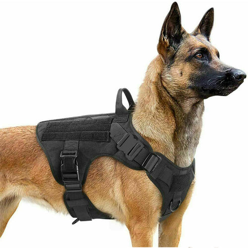 Belgian Malinois wearing the Blacktop Everyday Harness, side view showing the padded chest panel, the grab handle across the shoulders and the quick-release buckles. Photographed in black; the same build on every colour.
