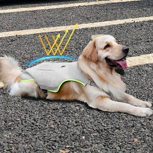 Golden retriever lying down wearing the grey cooling vest outdoors