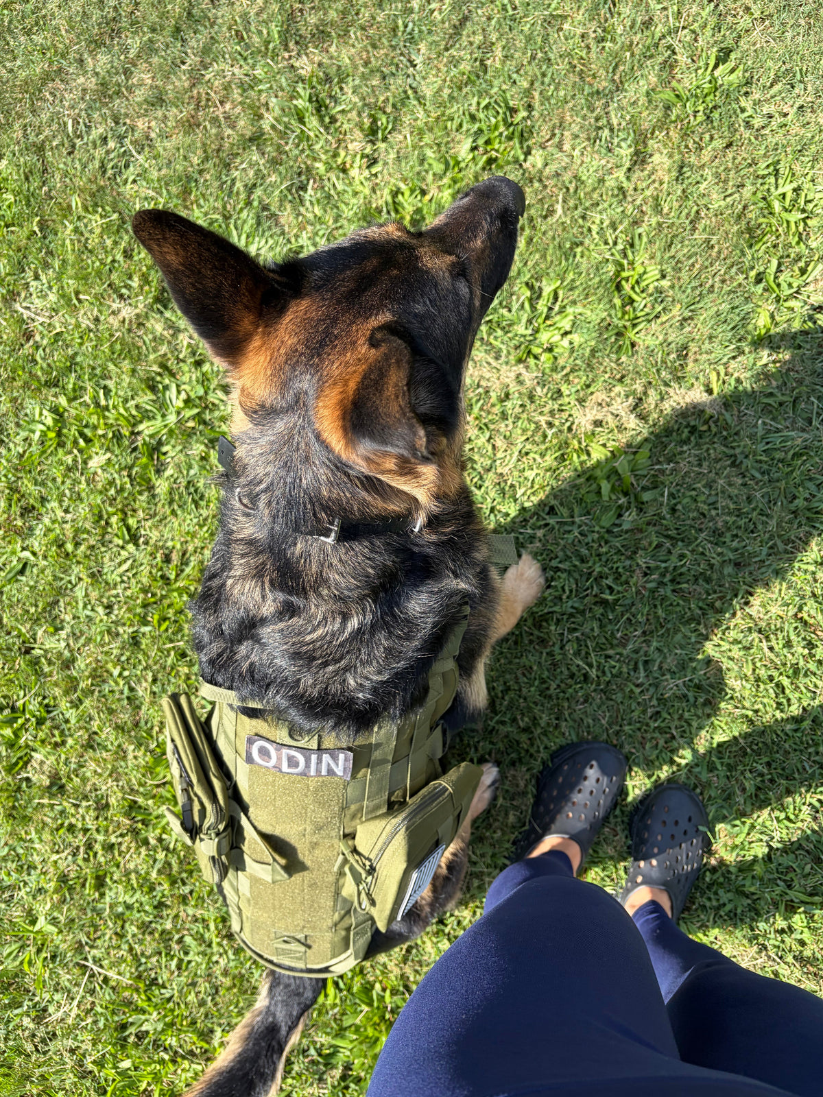 Ranger Green — German Shepherd sitting on grass in the Ranger Green Ridgeline MOLLE harness, seen from above, with a name patch and pouches fitted to the flank panel