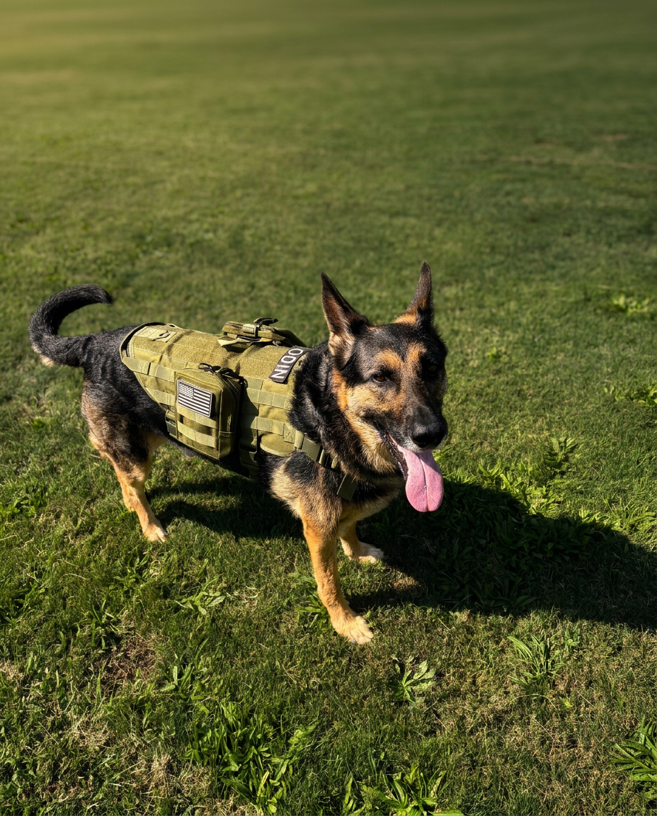 Ranger Green — German Shepherd standing outdoors in the Ranger Green Ridgeline MOLLE harness, showing the flank panel with a name patch, a flag patch and a fitted pouch