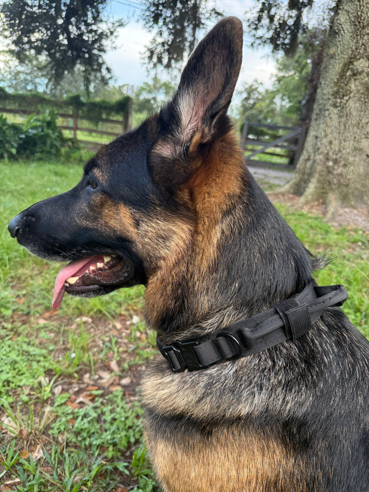 Blackout — The Blackout Anchor Tactical Collar on a German Shepherd with the control handle folded down and held flat by its velcro keeper