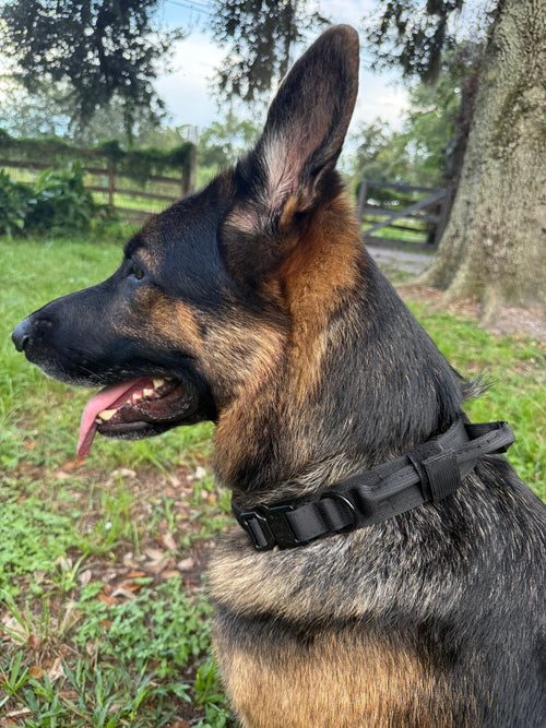 Blackout — The Blackout Anchor Tactical Collar on a German Shepherd with the control handle folded down and held flat by its velcro keeper