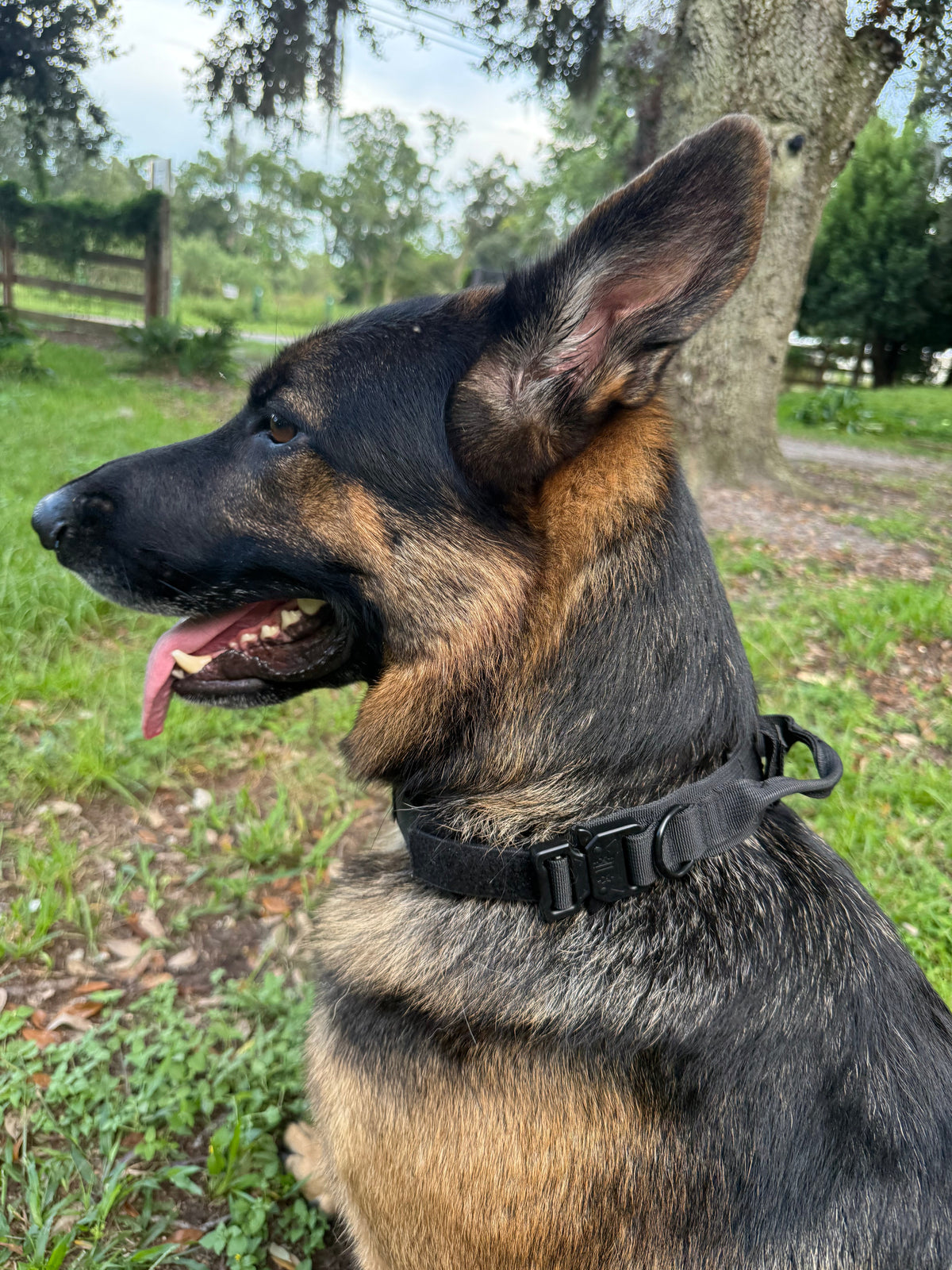 Blackout — The Blackout Anchor Tactical Collar on a German Shepherd with the control handle released from its velcro keeper, standing clear of the webbing