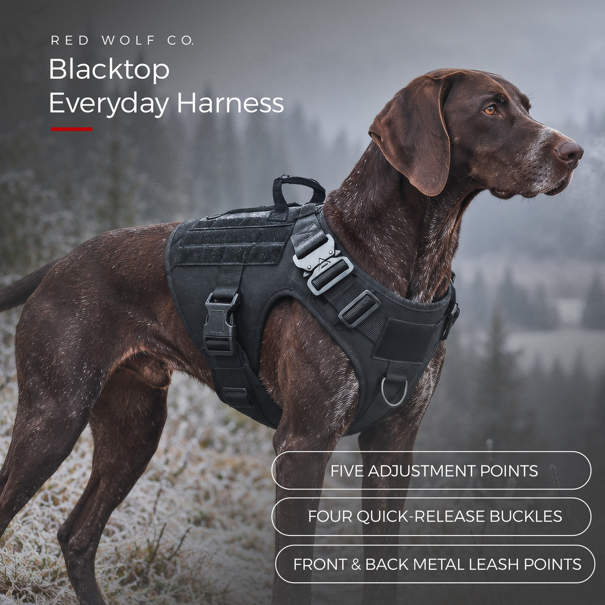 Blackout — A German Shorthaired Pointer standing on a frosty hillside in the Blackout Blacktop Everyday Harness, with call-outs for the five adjustment points, four quick-release buckles and front and back metal leash points