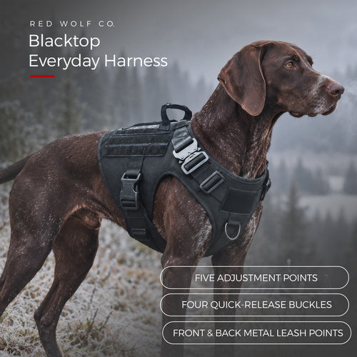 Blackout — A German Shorthaired Pointer standing on a frosty hillside in the Blackout Blacktop Everyday Harness, with call-outs for the five adjustment points, four quick-release buckles and front and back metal leash points