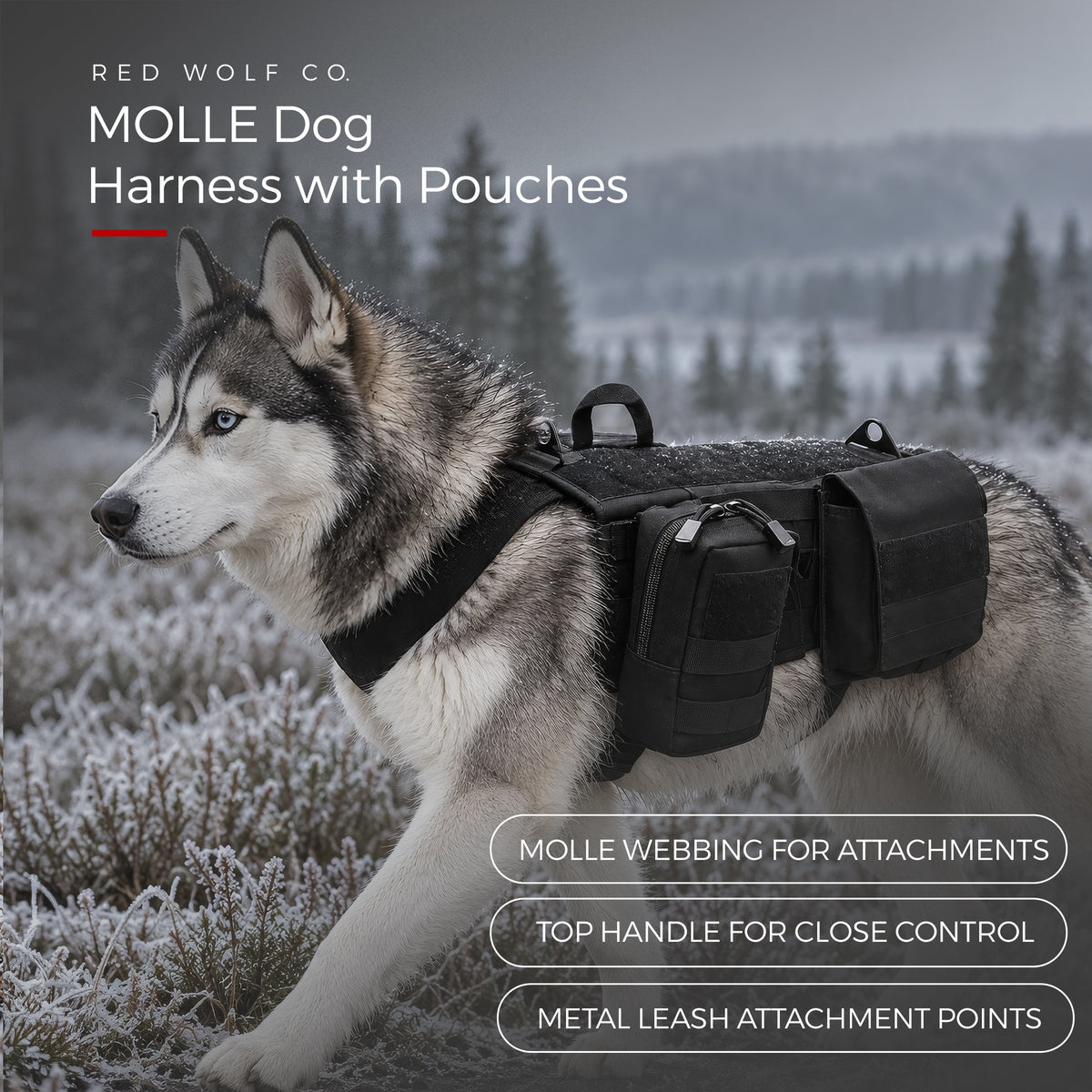 Blackout — A Husky crossing frosted heather in the Blackout Ridgeline MOLLE Harness with its two pouches fitted, with call-outs for the MOLLE webbing, the top handle and the metal leash attachment points