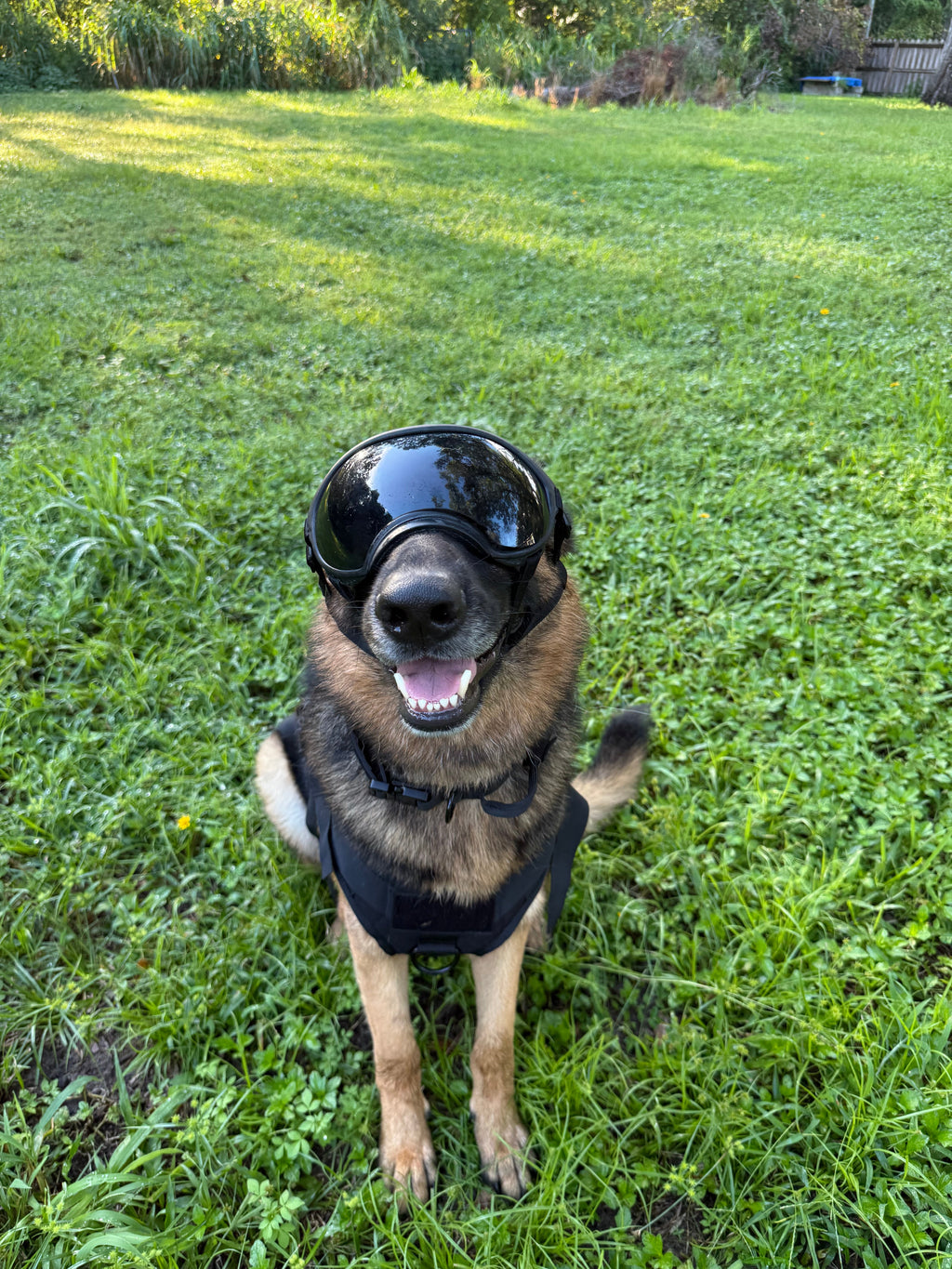 Smoke — German Shepherd wearing the Duststorm Trail Goggles with smoke lenses, front view