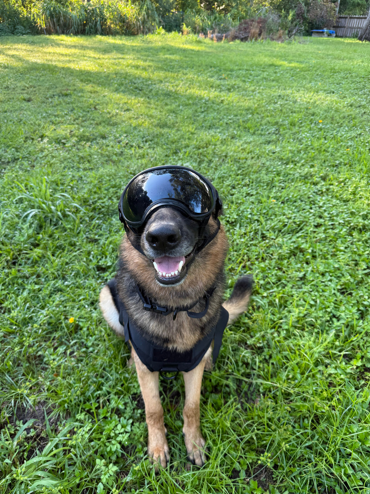 Smoke — German Shepherd wearing the Duststorm Trail Goggles with smoke lenses, front view
