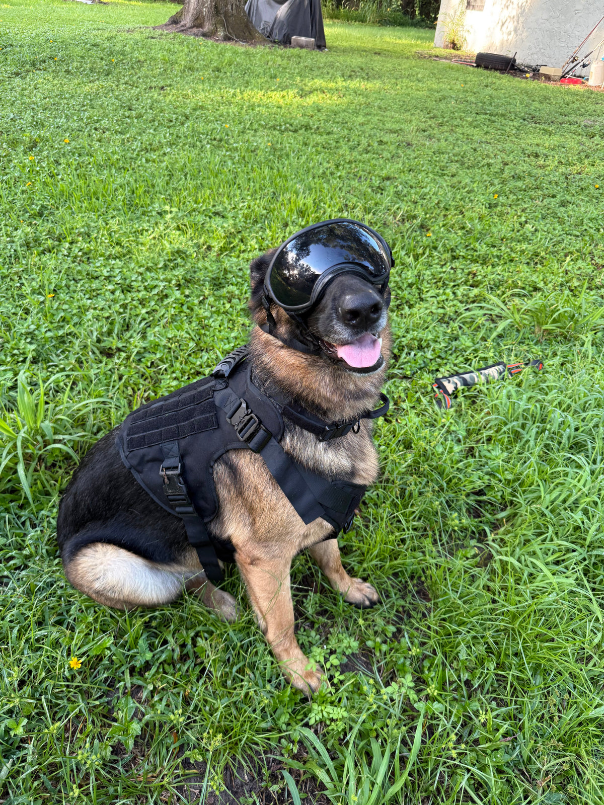 Smoke — German Shepherd in the Duststorm Trail Goggles with smoke lenses, three-quarter view showing the adjustable head strap