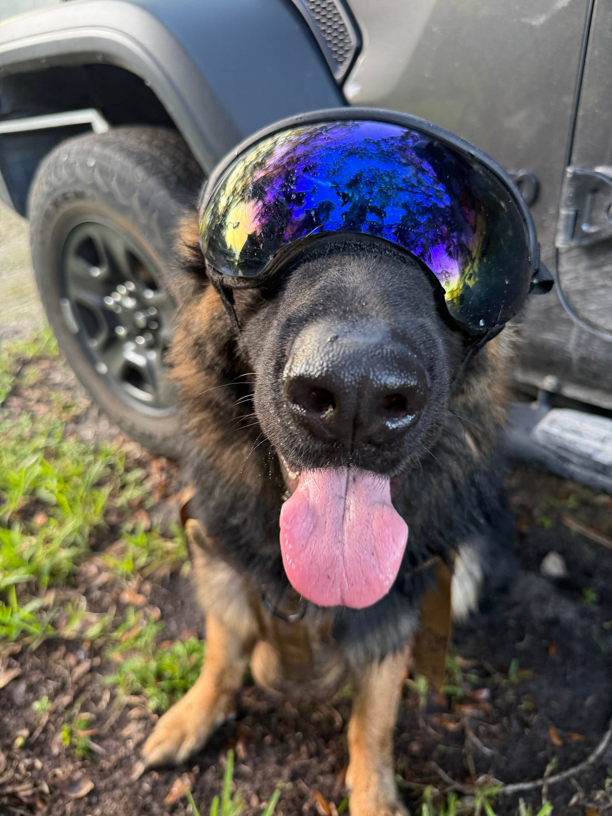 Blue Mirror — Close-up of the Duststorm Trail Goggles with blue mirror lenses worn by a German Shepherd