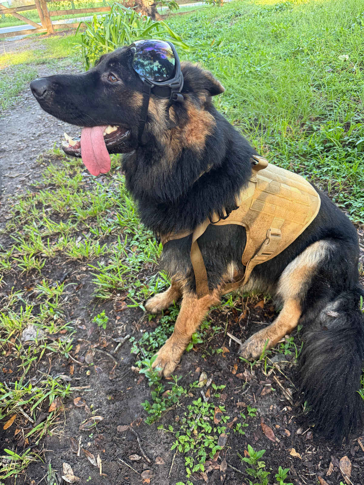 Blue Mirror — German Shepherd wearing the Duststorm Trail Goggles with blue mirror lenses, side profile
