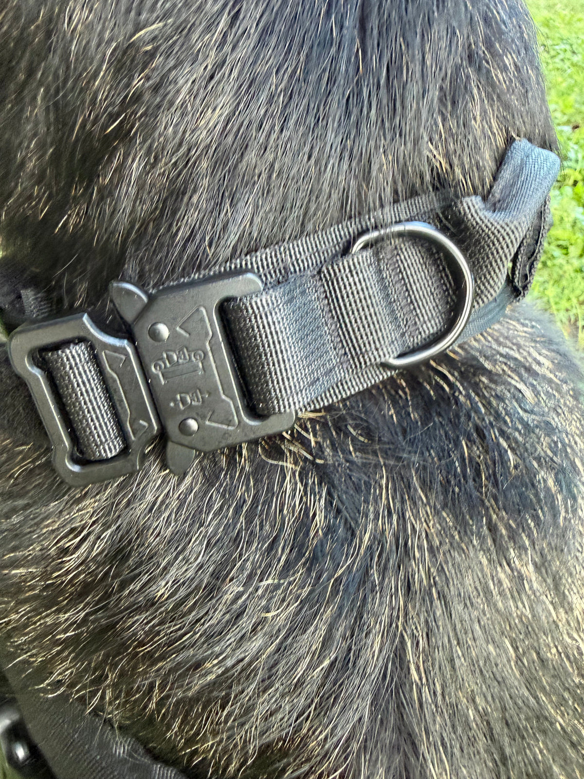 Blackout — Close-up of the Blackout Anchor Tactical Collar worn on a German Shepherd, showing the black metal quick-release buckle and D-ring