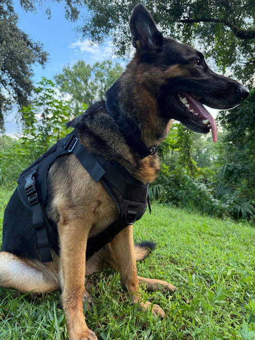 Blackout — German Shepherd sitting outdoors in the Blackout Blacktop Everyday Harness, showing the padded chest panel, side-release buckles and D-ring