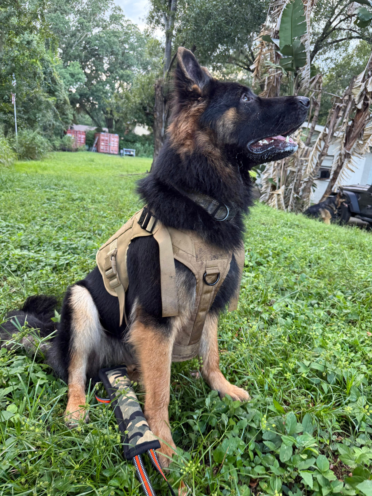 Coyote Brown — German Shepherd sitting in the Coyote Brown Blacktop Everyday Harness, showing the MOLLE webbing panel and D-ring