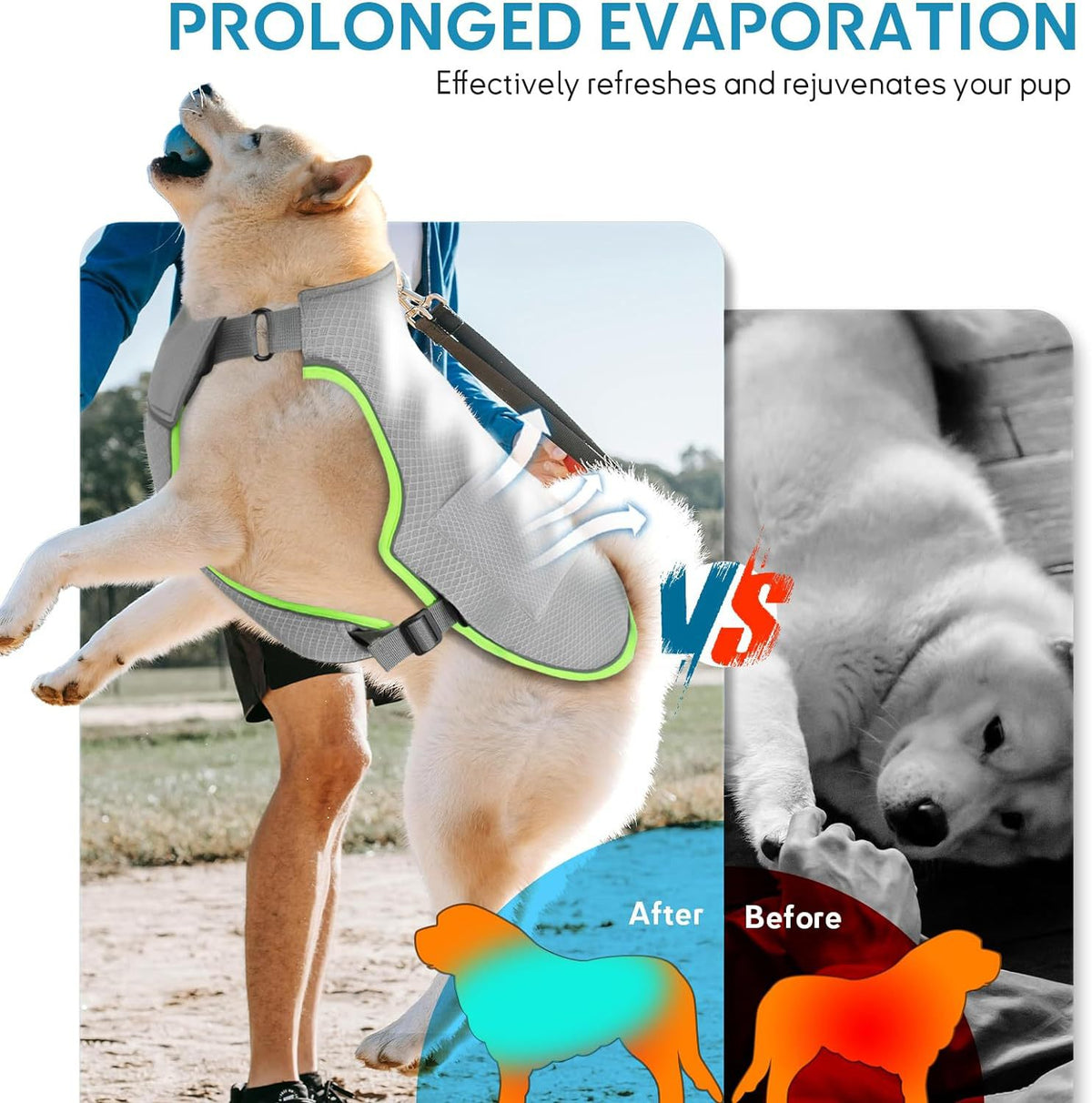 Dog wearing the cooling vest on a walk, with airflow shown across it