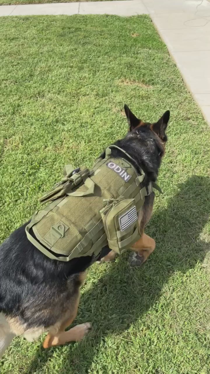 Ranger Green — Video of a German Shepherd outdoors in the Ranger Green Ridgeline MOLLE harness, with a name patch, a flag patch and pouches fitted to the flank panel